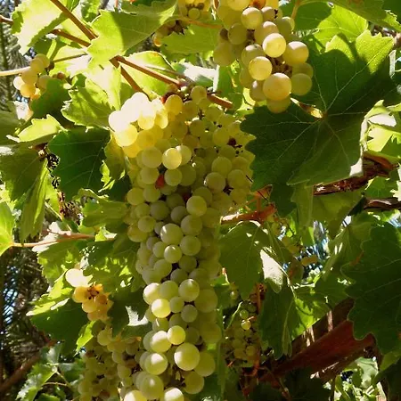 Dimitra Apart Otel 3*