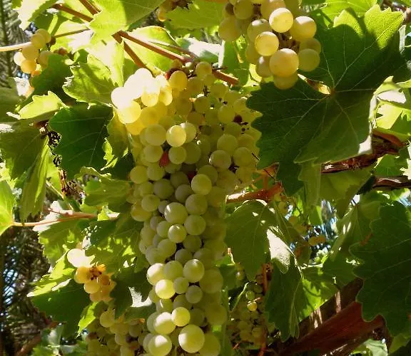 Dimitra Aparthotel 3*