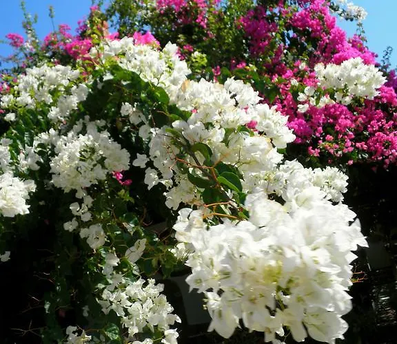 Dimitra 3* Kastraki (Naxos)